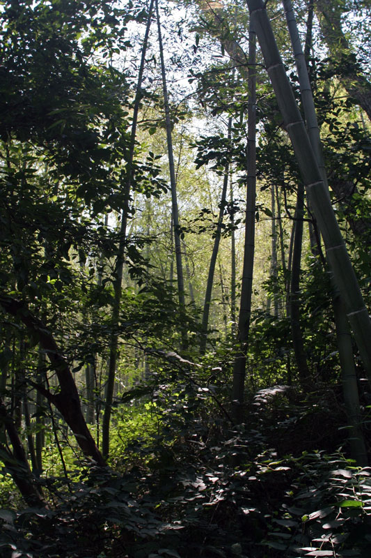 bamboo