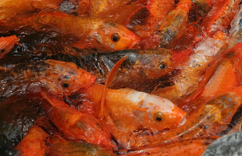 Goldfish