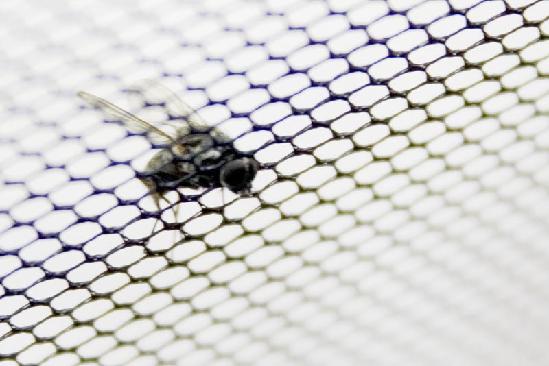 Stupid fly
