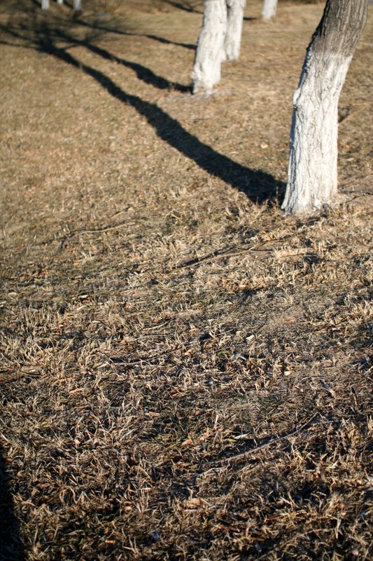 cold grass