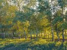 Green sunset