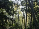 bamboo