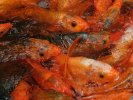 Goldfish