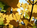 Yellow leafs