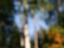 Wonderfully out of focus