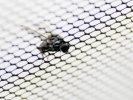 Stupid fly